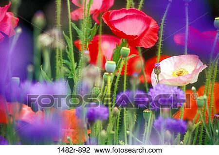 Close-up of poppies and Bachelor Buttons View Large Photo Image Stock Image - Close-up of poppies and Bachelor Buttons. Fotosearch