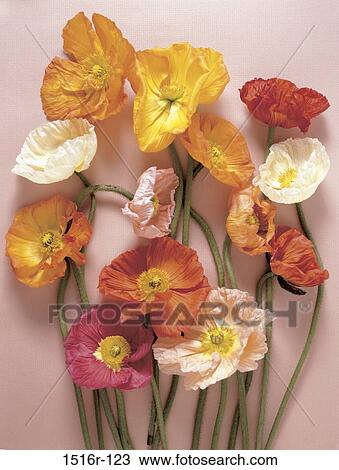 Stock Image - Close-up of poppy flowers. Fotosearch