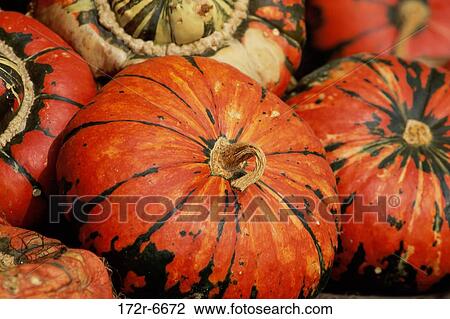 Close-up of pumpkins View Large Photo Image Stock Image - Close-up of pumpkins. Fotosearch