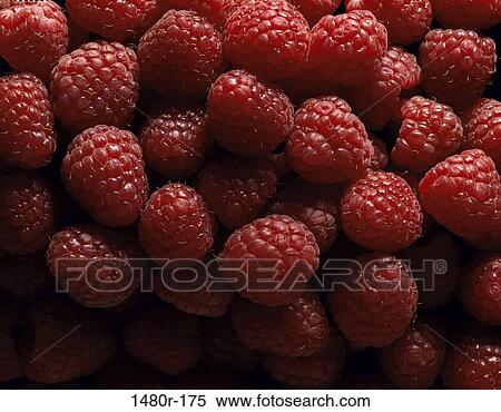 Close-up of raspberries View Large Photo Image Stock Photography - Close-up of raspberries. Fotosearch