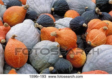 Close-up of squash and pumpkins View Large Photo Image Stock Image - Close-up of squash and pumpkins. Fotosearch