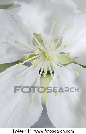 Stock Image - Close-up of the stamens of a Crabapple flower. Fotosearch