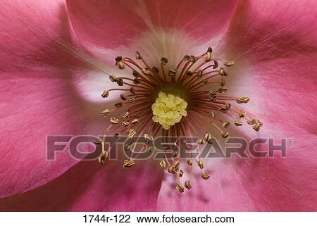 Stock Image - Close-up of the stamens of a Rose. Fotosearch