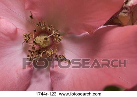 Close-up of the stamens of a Rose View Large Photo Image Stock Image - Close-up of the stamens of a Rose. Fotosearch