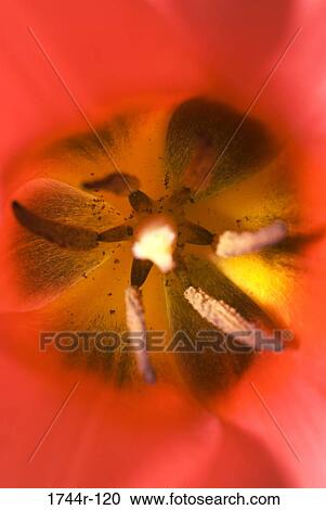 Stock Image - Close-up of the stamens of a Tulip. Fotosearch