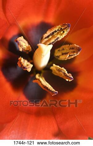 Stock Image - Close-up of the stamens of a Tulip. Fotosearch