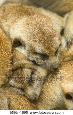 Close-up of three meerkats (Suricata suricatta) View Large Photo Image Stock Photography - Close-up of three meerkats (Suricata suricatta). Fotosearch