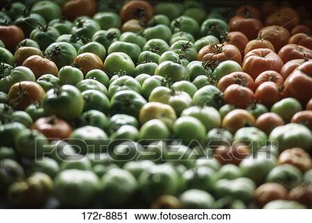 Close-up of tomatoes View Large Photo Image Stock Image - Close-up of tomatoes. Fotosearch