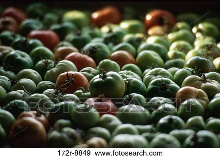 Close-up of tomatoes View Large Photo Image Stock Photo - Close-up of tomatoes. Fotosearch