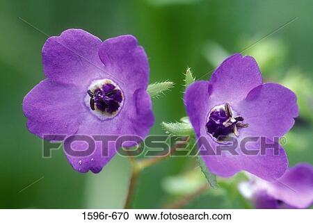 Stock Image - Close-up of two fiesta flowers. Fotosearch