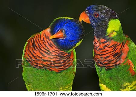 Close-up of two Rainbow lorikeets (Trichoglossus haematodus) View Large Photo Image Stock Image - Close-up of two Rainbow lorikeets (Trichoglossus haematodus). Fotosearch