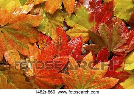 Close-up of Vine Maples leaves View Large Photo Image Stock Image - Close-up of Vine Maples leaves. Fotosearch