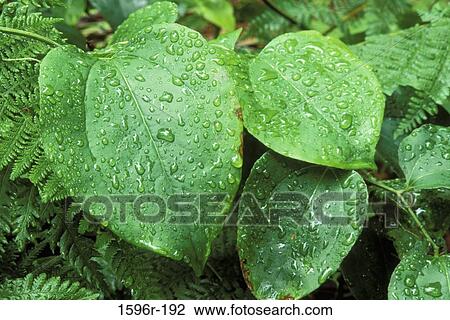Stock Image - Close-up of water drops on leaves. Fotosearch