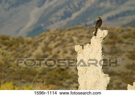 Cooper's Hawk (Accipiter cooperii) perching on a tufa, Mono Basin National Forest Scenic Area, Mono Lake Tufa State Reserve, California, USA View Large Photo Image Picture - Cooper's Hawk (Accipiter cooperii) perching on a tufa, Mono Basin National Forest Scenic Area, Mono Lake Tufa State Reserve, California, USA. Fotosearch