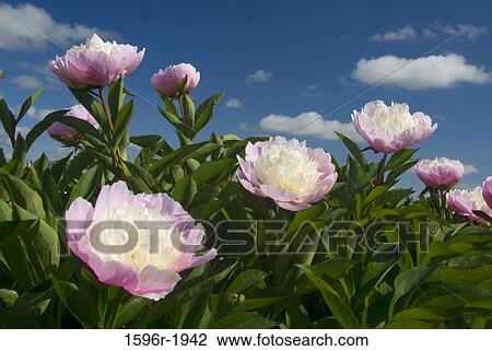 Couronne d'Or Peonies in a garden, Adelman Peony Gardens, Brooks, Marion County, Oregon, USA View Large Photo Image Stock Image - Couronne d'Or Peonies in a garden, Adelman Peony Gardens, Brooks, Marion County, Oregon, USA. Fotosearch