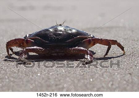 Crab crawling on the beach View Large Photo Image Stock Photograph - Crab crawling on the beach. Fotosearch
