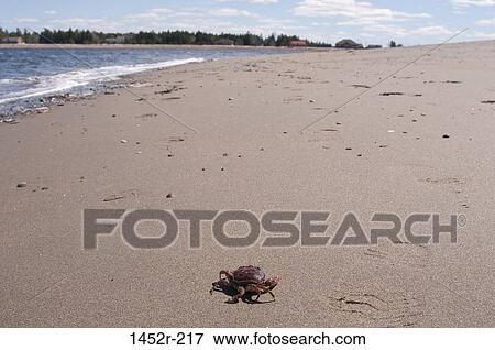 Stock Photo - Crab on the beach. Fotosearch