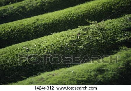 Cypress Trees View Large Photo Image Stock Image - Cypress Trees . Fotosearch