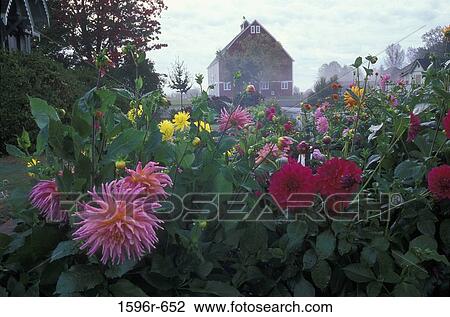 Stock Image - Dahlias in front of a barn, Hovander Barn, Hovander Homestead Park, Ferndale, Washington, USA. Fotosearch