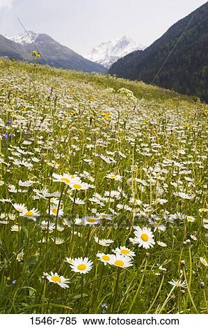 Daisy flowers in a field, Vallorcine, France View Large Photo Image Stock Photography - Daisy flowers in a field, Vallorcine, France. Fotosearch