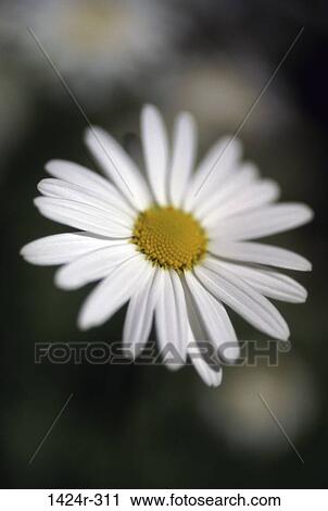 Daisy View Large Photo Image Stock Image - Daisy . Fotosearch