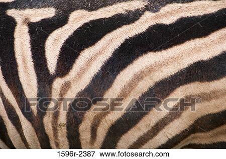 Stock Photo - Damara zebra (Equus burchelli antiquorum) striped pattern detail, USA. Fotosearch