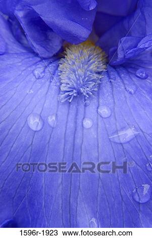 Dew drops on a Baja Blue Iris flower, Schreiner's Iris Gardens, Keizer, Marion County, Oregon, USA View Large Photo Image Stock Image - Dew drops on a Baja Blue Iris flower, Schreiner's Iris Gardens, Keizer, Marion County, Oregon, USA. Fotosearch