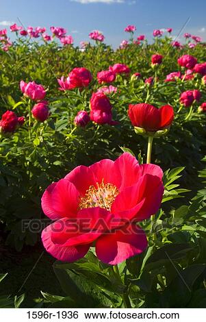 Fairy Princess Peonies in a field, Adelman Peony Gardens, Brooks, Marion County, Oregon, USA View Large Photo Image Stock Photograph - Fairy Princess Peonies in a field, Adelman Peony Gardens, Brooks, Marion County, Oregon, USA. Fotosearch