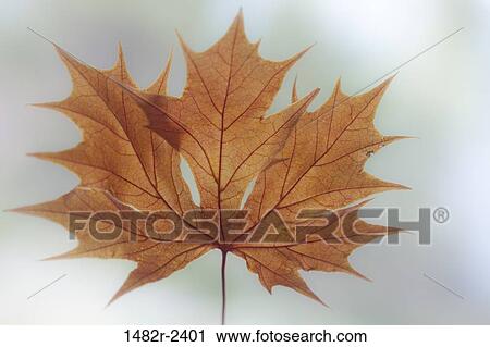 Fall maple ( Acer circinatum) leaf View Large Photo Image Stock Image - Fall maple ( Acer circinatum) leaf. Fotosearch