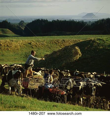 Stock Photo - Family in a field with cattle in the background, New Zealand. Fotosearch