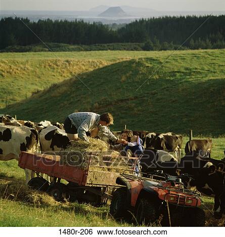 Stock Photograph - Family in a field with cattle in the background, New Zealand. Fotosearch