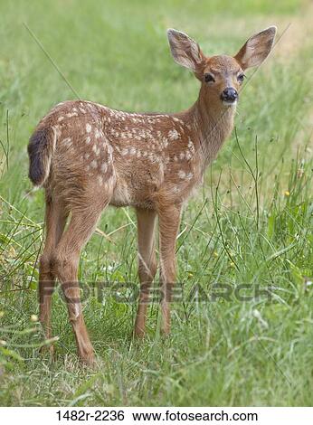 Fawn of Black-tail deer standing in grass View Large Photo Image Stock Photograph - Fawn of Black-tail deer standing in grass. Fotosearch
