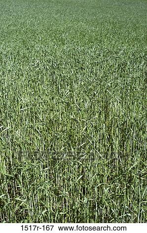 Field of grass View Large Photo Image Stock Photo - Field of grass. Fotosearch