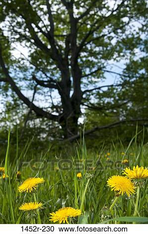 Field of wildflowers in bloom View Large Photo Image Stock Image - Field of wildflowers in bloom. Fotosearch