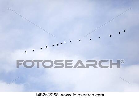 Flock of Sandhill cranes (Grus canadensis) flying forming a horizontal line, Village Island, British Columbia, Canada View Large Photo Image Stock Photo - Flock of Sandhill cranes (Grus canadensis) flying forming a horizontal line, Village Island, British Columbia, Canada. Fotosearch