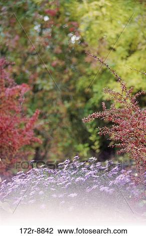 Flowering plants in the forest, Washington, USA View Large Photo Image Stock Image - Flowering plants in the forest, Washington, USA. Fotosearch