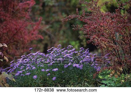 Flowering plants in the forest, Washington, USA View Large Photo Image Stock Photo - Flowering plants in the forest, Washington, USA. Fotosearch