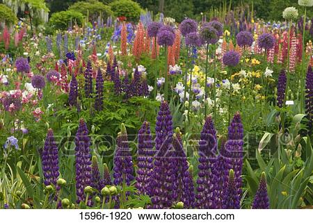 Stock Image - Flowers in a garden, Schreiner's Iris Gardens, Keizer, Marion County, Oregon, USA. Fotosearch