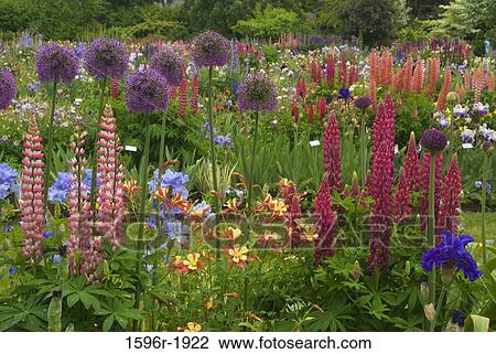 Flowers in a garden, Schreiner's Iris Gardens, Keizer, Marion County, Oregon, USA View Large Photo Image Stock Image - Flowers in a garden, Schreiner's Iris Gardens, Keizer, Marion County, Oregon, USA. Fotosearch