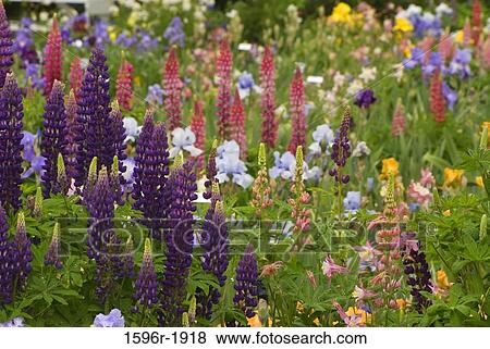 Flowers in a garden, Schreiner's Iris Gardens, Keizer, Marion County, Oregon, USA View Large Photo Image Stock Photo - Flowers in a garden, Schreiner's Iris Gardens, Keizer, Marion County, Oregon, USA. Fotosearch