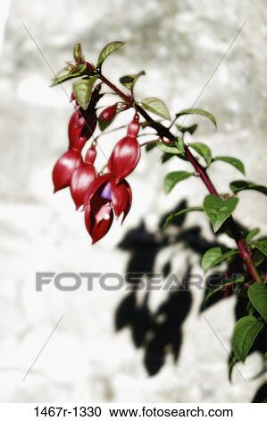 Flowers on a plant View Large Photo Image Stock Image - Flowers on a plant. Fotosearch
