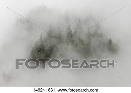 Fog covered trees covered in a forest, Fiordland Recreation Area, Fiordland Conservancy, British Columbia, Canada View Large Photo Image Stock Image - Fog covered trees covered in a forest, Fiordland Recreation Area, Fiordland Conservancy, British Columbia, Canada. Fotosearch