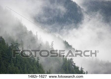 Fog over trees in a rainforest, Great Bear Rainforest, British Columbia, Canada View Large Photo Image Stock Photo - Fog over trees in a rainforest, Great Bear Rainforest, British Columbia, Canada. Fotosearch