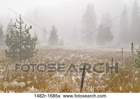 Foggy sunrise in a forest, Mount Hood National Forest, Portland, Oregon, USA View Large Photo Image Stock Image - Foggy sunrise in a forest, Mount Hood National Forest, Portland, Oregon, USA. Fotosearch
