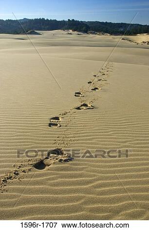 Footprints on sand dunes, Umpqua Dunes Scenic Area, Oregon Dunes National Recreation Area, Oregon, USA View Large Photo Image Stock Photo - Footprints on sand dunes, Umpqua Dunes Scenic Area, Oregon Dunes National Recreation Area, Oregon, USA. Fotosearch