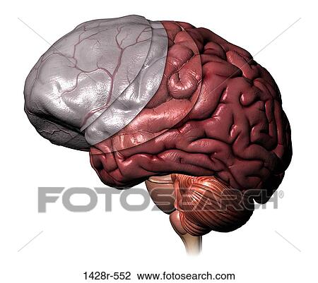 Full color 3-D medical illustration of layers covering the human brain: outer meninges, dura mater, and arachnoid layers View Large Photo Image Stock Image - Full color 3-D medical illustration of layers covering the human brain: outer meninges, dura mater, and arachnoid layers. Fotosearch
