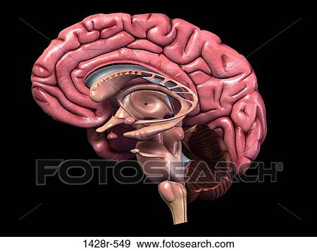 Full color, detailed human brain anatomy, 3-D medical illustration of sagittal section (side view, cross section) of human brain and its parts View Large Photo Image Stock Photo - Full color, detailed human brain anatomy, 3-D medical illustration of sagittal section (side view, cross section) of human brain and its parts. Fotosearch