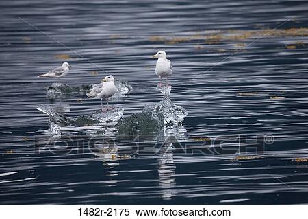 Glaucous-Winged gulls (Larus glaucescens) on ice, Endicott Arm, Alaska, USA View Large Photo Image Stock Photography - Glaucous-Winged gulls (Larus glaucescens) on ice, Endicott Arm, Alaska, USA. Fotosearch