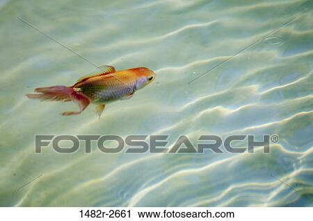 Goldfish in pool; Mexico; Guanajuato; San Miguel de Allende View Large Photo Image Stock Image - Goldfish in pool; Mexico; Guanajuato; San Miguel de Allende. Fotosearch
