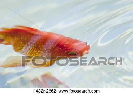 Goldfish in pool; Mexico; Guanajuato; San Miguel de Allende View Large Photo Image Stock Image - Goldfish in pool; Mexico; Guanajuato; San Miguel de Allende. Fotosearch